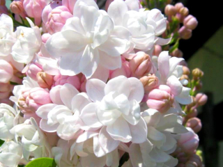 PERLORUŽOVÁ PLNOKVETNÁ MOSKVA LILAC